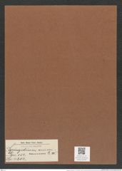 Syringidium americanum L. W. (de-Toni-Nr.: Genus 152, Species 4202) Zeichnungen Sammlung Grunow Mappe 04202 (Herbarium_W_Grunow_drawings_Folder_04202)